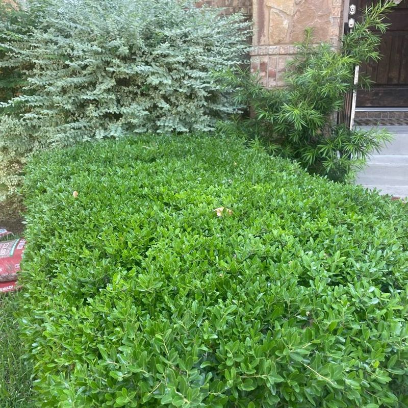 Branch & Hedge Trimming Austin TX